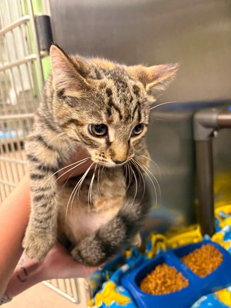 Rose - Tabby