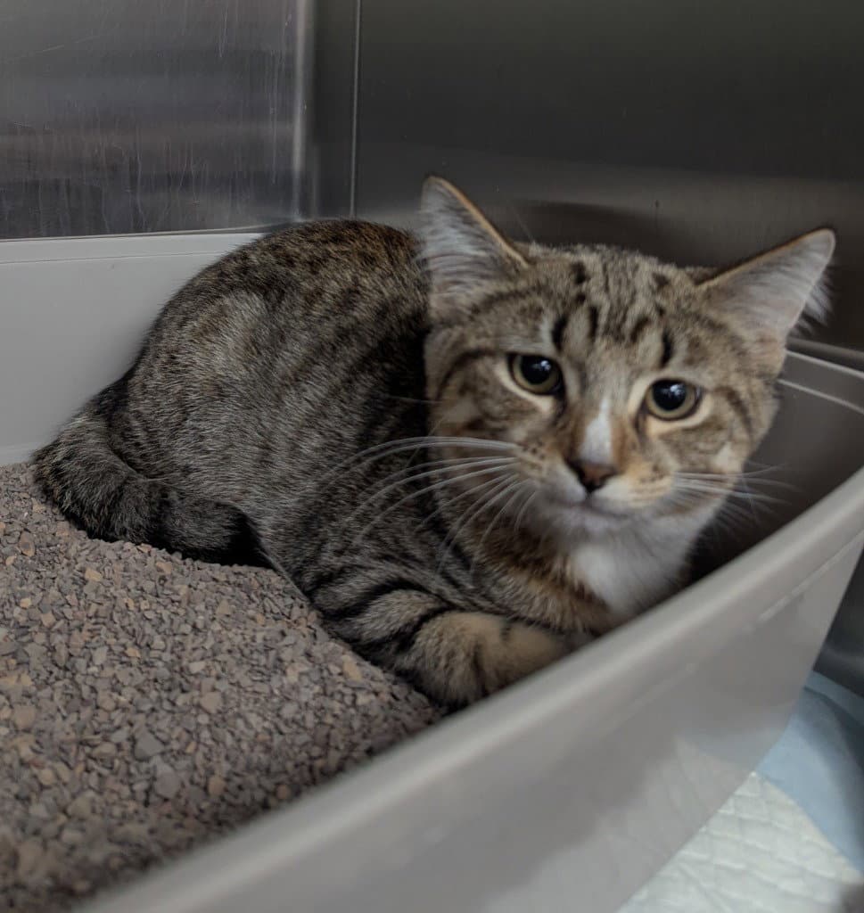 Cosmos - Tabby