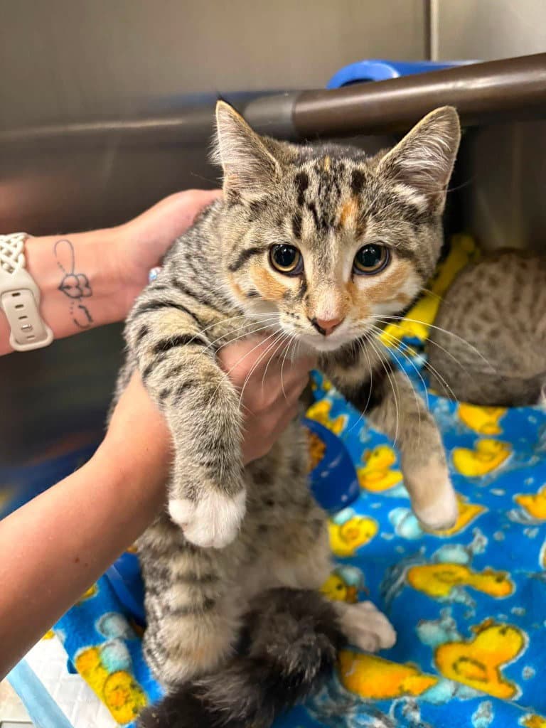 Iris - Tabby