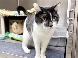 Tinker image 1