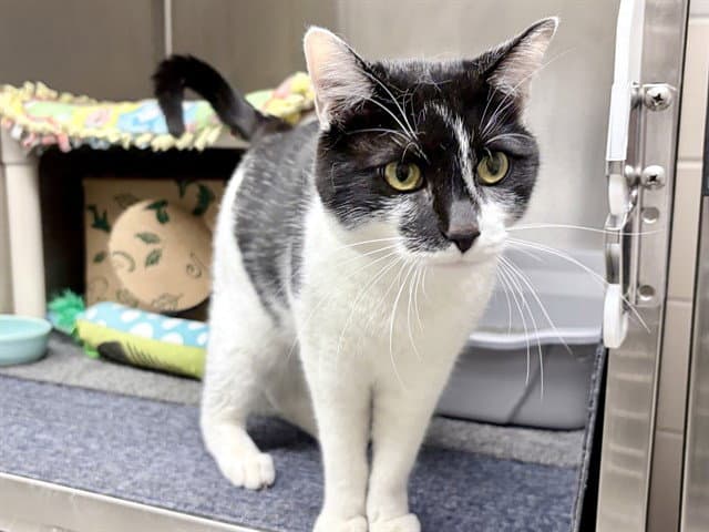 Tinker - Domestic Short Hair