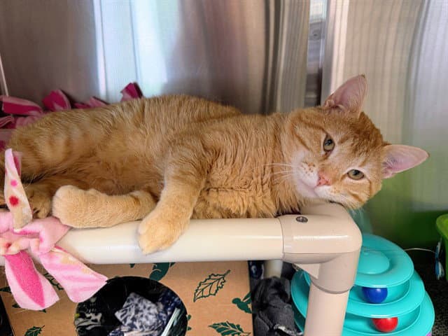 Fletcher Reede - Domestic Short Hair