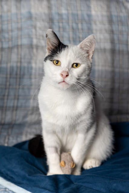 Snoopy - Domestic Short Hair
