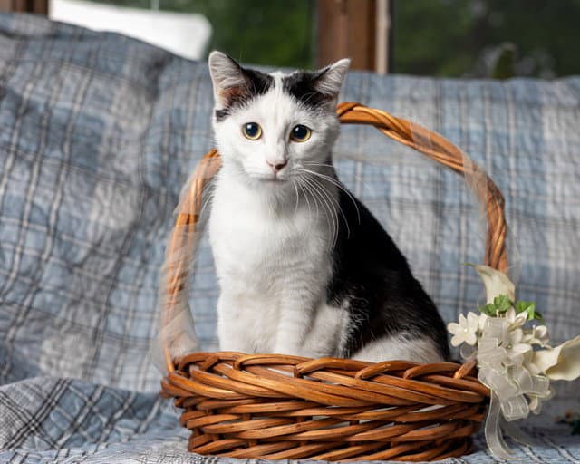 Olaf - Domestic Short Hair