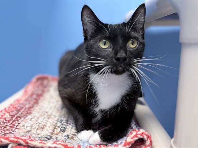 Colette - Domestic Medium Hair