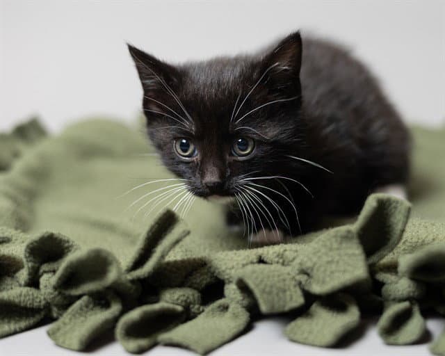 Valerie - Domestic Short Hair