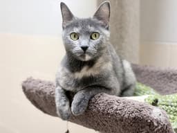 Cosita image 1
