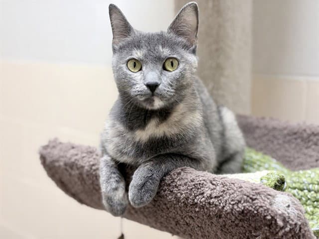 Cosita - Domestic Short Hair
