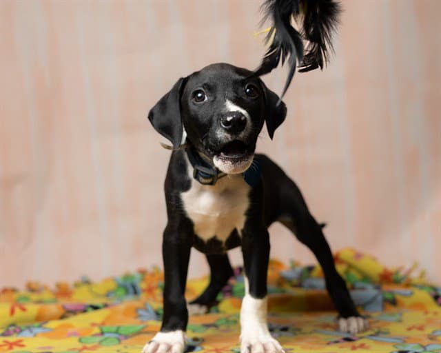 Phillip - Black Mouth Cur