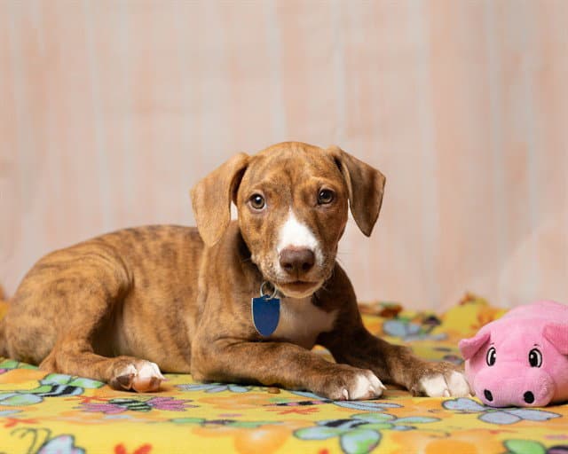 Burr - Black Mouth Cur