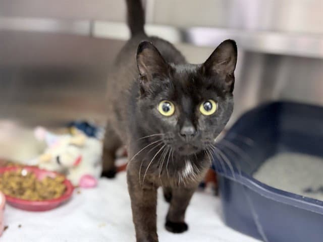 Olive - Domestic Short Hair