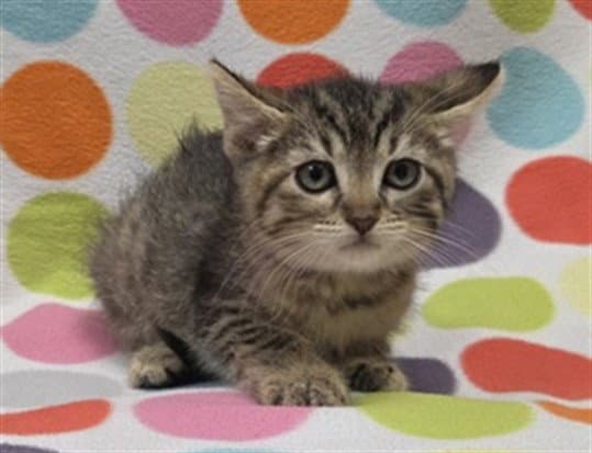 Jamon - Domestic Short Hair
