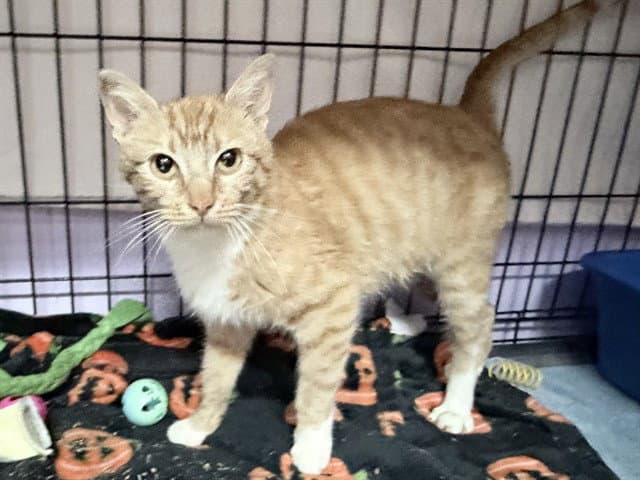 Ginny - Domestic Short Hair