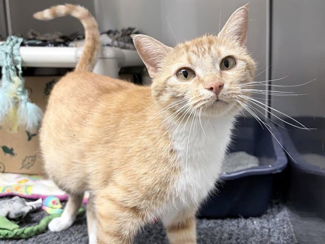 Ginny - Domestic Short Hair