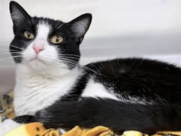 Kitty image 1
