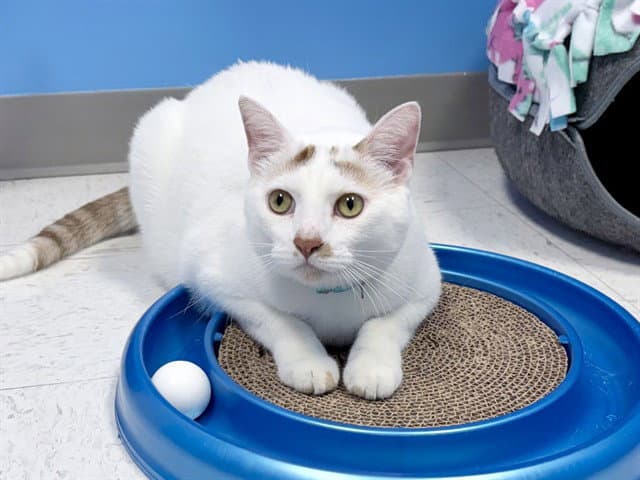 Q-Tip - Domestic Short Hair