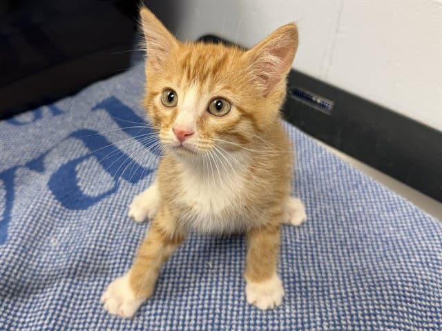 Buddy - Domestic Short Hair