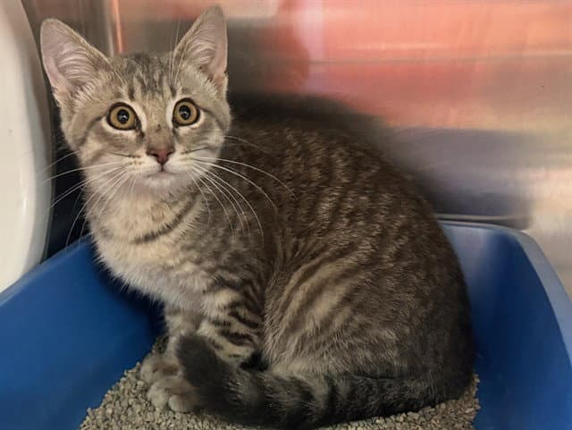 Vihuela - Domestic Short Hair