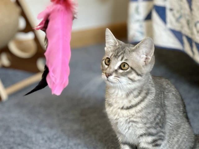 Vihuela - Domestic Short Hair