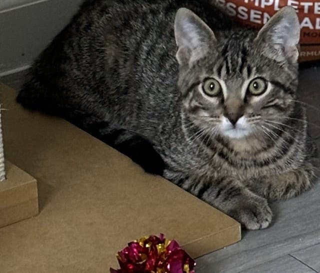 Ukulele - Domestic Short Hair