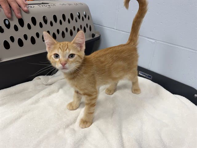 Booker - Domestic Medium Hair
