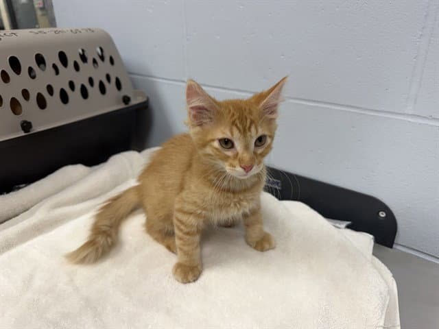 Bronx - Domestic Medium Hair