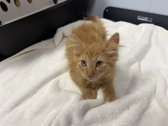 Cooper - Domestic Medium Hair
