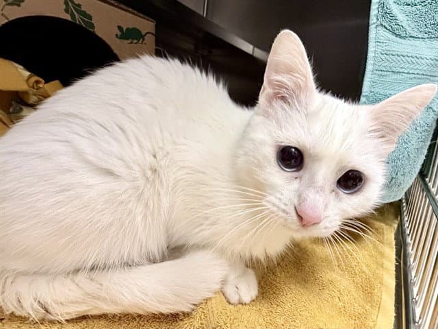 Pippy - Domestic Short Hair