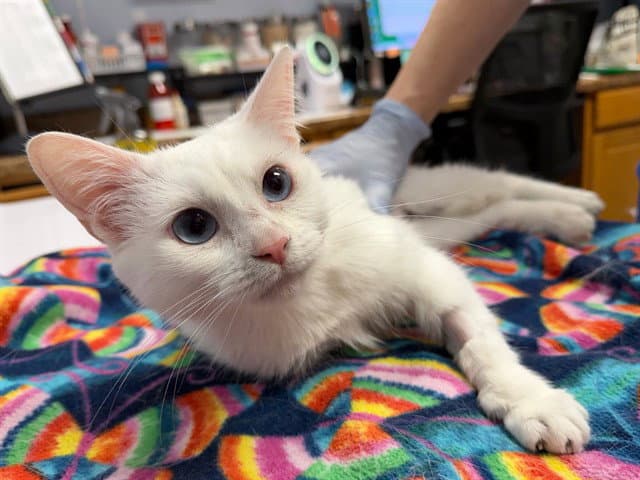 Pippy - Domestic Short Hair