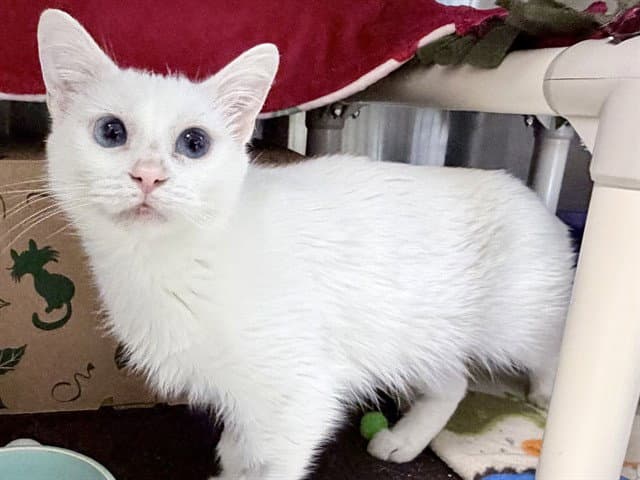 Pippy - Domestic Short Hair