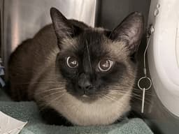 Percy image 1