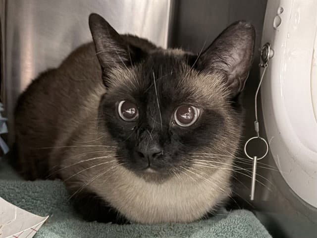Percy - Siamese