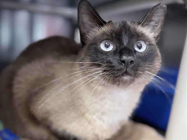 Percy - Siamese