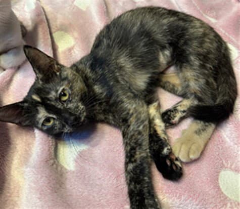 Joejoe - Domestic Short Hair