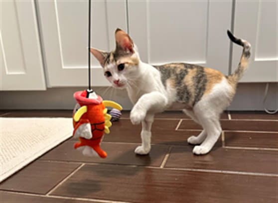 Bebe - Domestic Short Hair