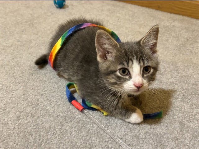 Washington - Domestic Short Hair