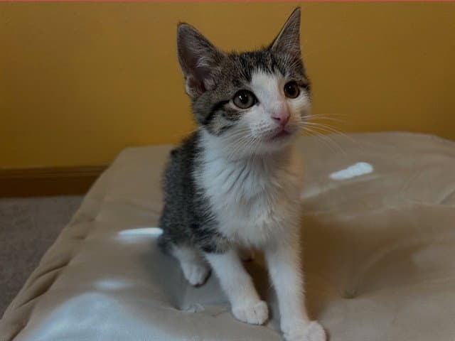 Ulysses - Domestic Short Hair
