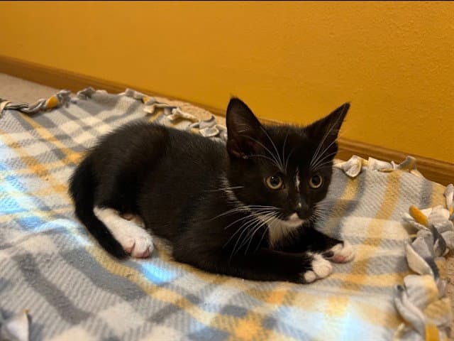 Lady Bird - Domestic Short Hair