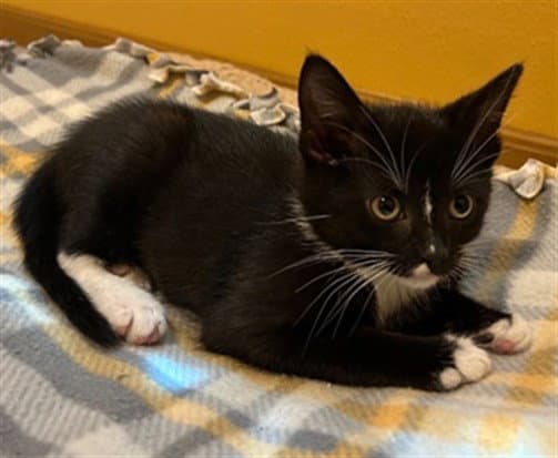 Lady Bird - Domestic Short Hair