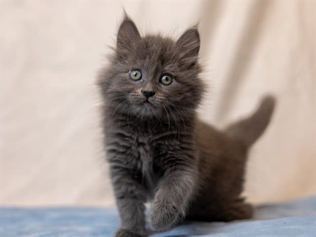 Sentinel - Domestic Long Hair