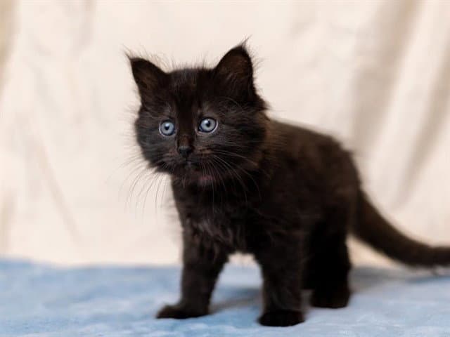 Hubble - Domestic Long Hair