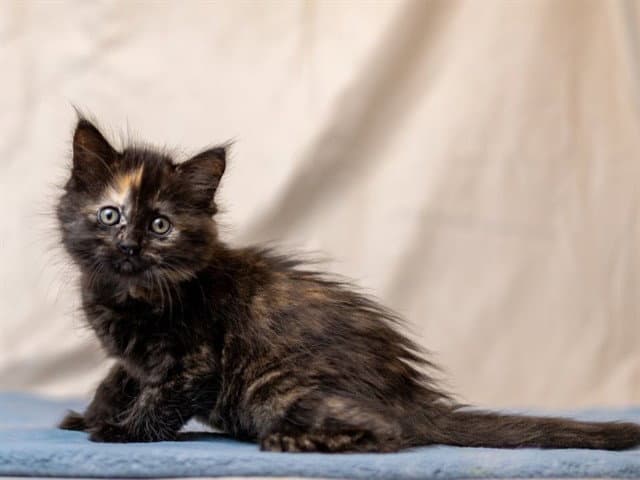Kelper - Domestic Long Hair