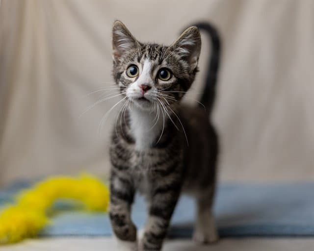 Slate - Domestic Short Hair