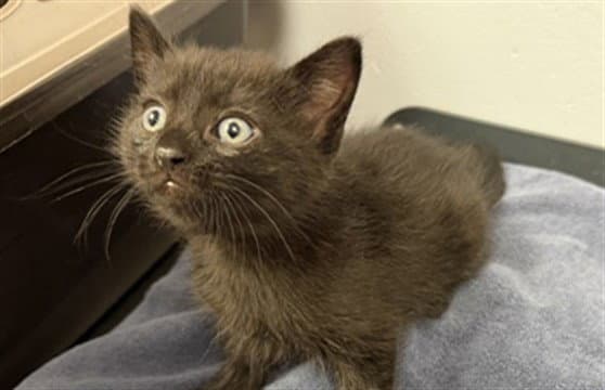 Spudnik - Domestic Short Hair