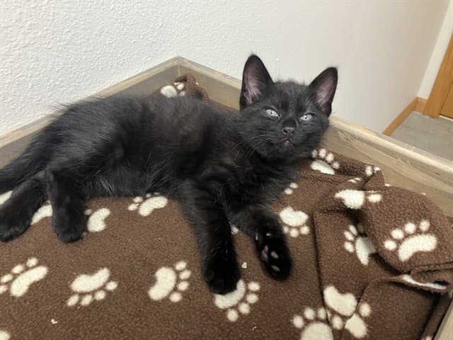 Spudnik - Domestic Short Hair