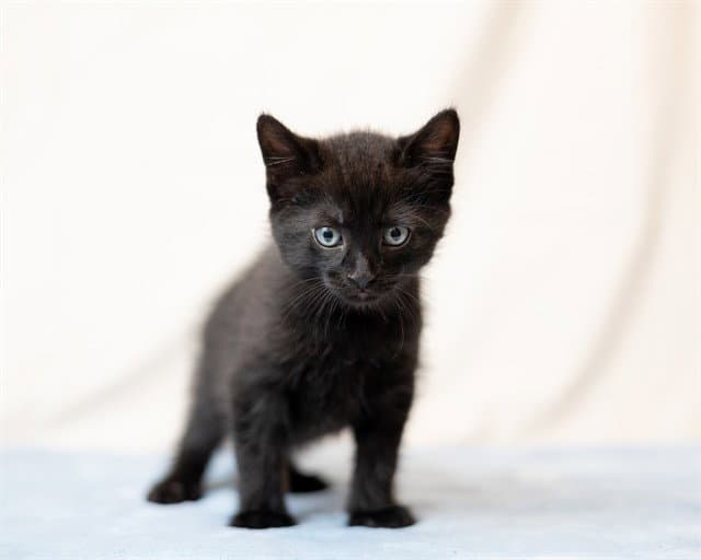 Spudnik - Domestic Short Hair