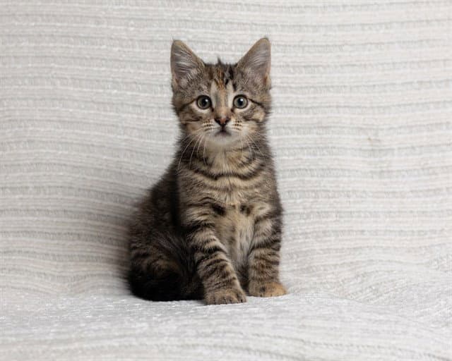 Ella - Domestic Medium Hair