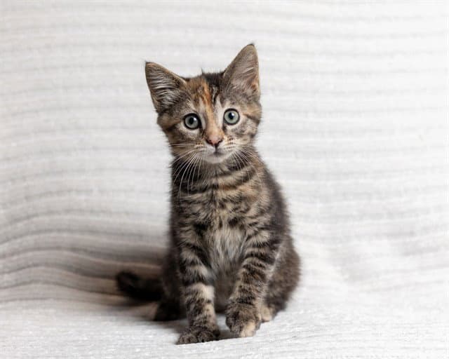 Lainey - Domestic Medium Hair