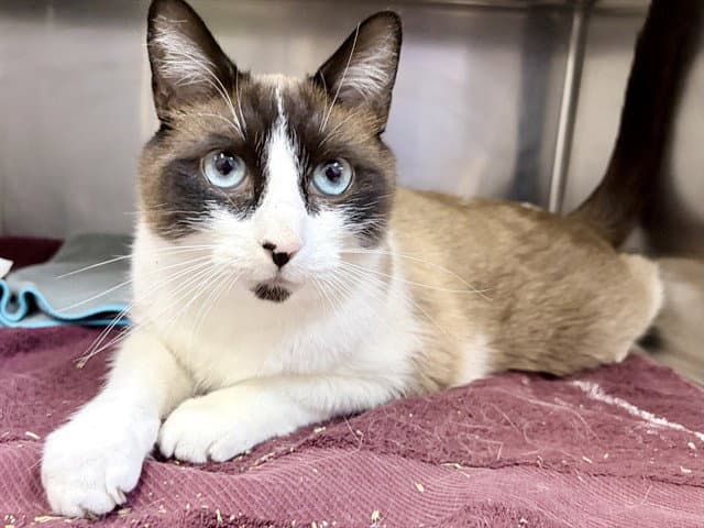 Jellybean - Siamese