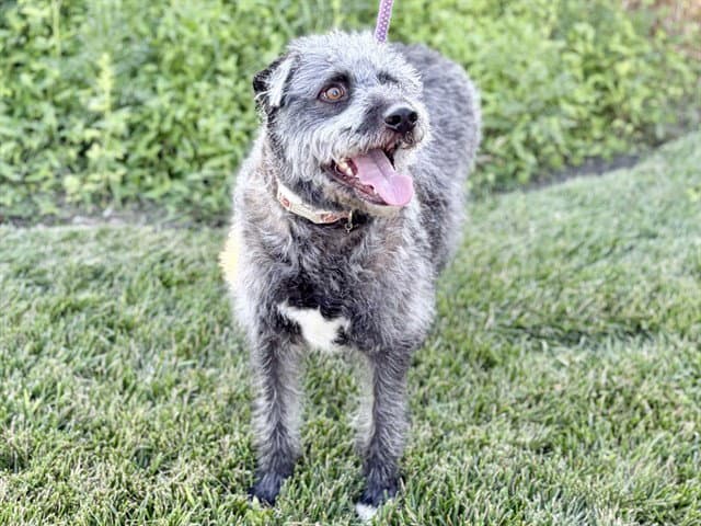 Winnie - Poodle (Miniature)